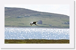 kihu Skua * 800 x 493 * (232KB)